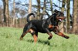 ROTTWEILER 549